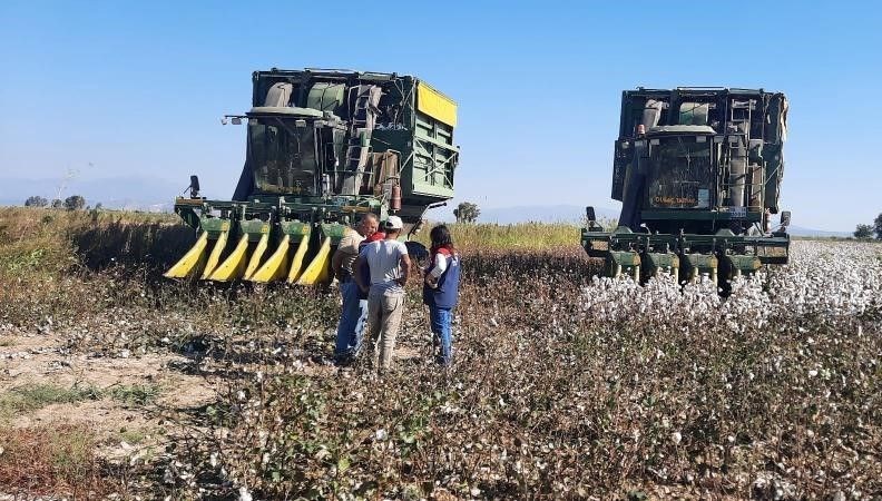 aydinda papugun toplama fiyati belli oldu kXjHBex4