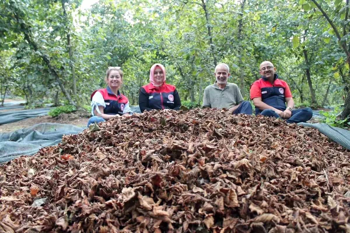 duzcede findik hasat filesi destegi np8TEVY5