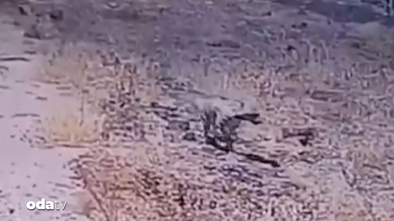 gunes enerjisi santralinde cizgili sirtlan surprizi hVZCCxmu