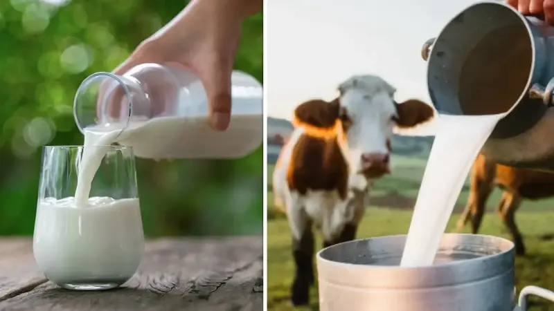 cig inek sutunun c sinifindaki yag degerlerinde degisiklik yapildi tERZH2By.webp