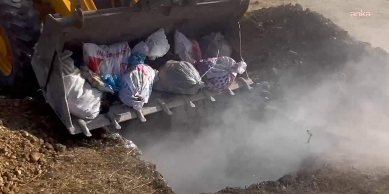 hakkaride hayvan katliami yuzlerce hayvan canli canli gomuldu qaNCbEzO.jpg