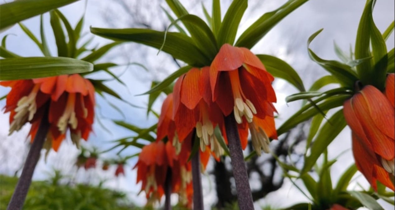 Ters Lale Ziyareti: Doğanın Eşsiz Güzelliği Koruma Altında!